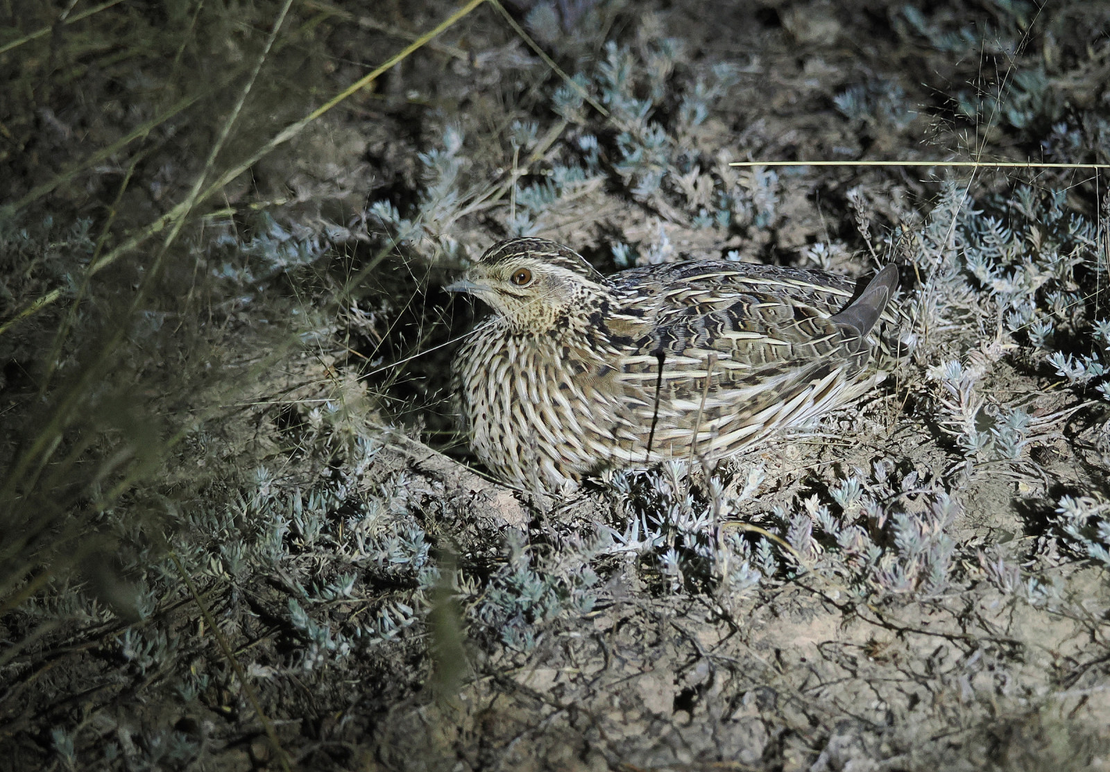 image Stubble Quail